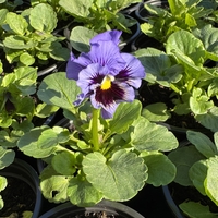 Къдрави теменужки