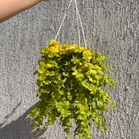 Lysimachia nummularia ‘Goldilocks’ (Лизимахия) в кошници