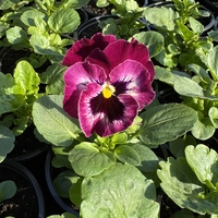 Къдрави теменужки