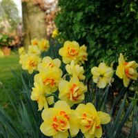 Нарцис Tahiti в саксия