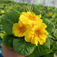 Едроцветна иглика - XL Mid Early Mix