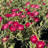 Delosperma cultivars sel® ‘LIDO MAGENTA’