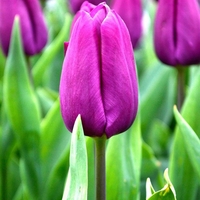 Лале Purple Prince в саксия - единично