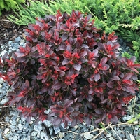 Берберис (Berberis thunbergii 'Atropurpurea')