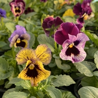 Къдрави теменужки