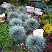 Фестука (Festuca glauca) – Синя декоративна трева
