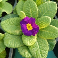 Едроцветна иглика - XL Mid Early Mix