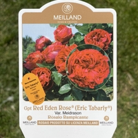 Gpt Red Eden Rose® (Eric Tabarly®)