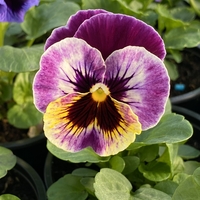 Къдрави теменужки