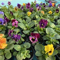 Къдрави теменужки