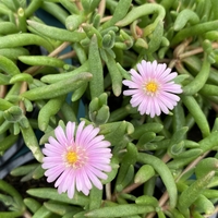 Делосперма