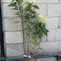 Hydrangea paniculata 'Vanille Fraise' - Хортензия метличеста „Vanille Fraise“