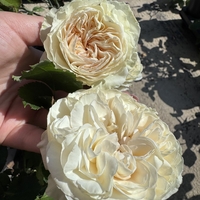 Palais Royal - White Eden Rose®