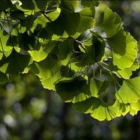 Гинко билоба (Ginkgo biloba)