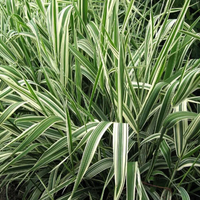 Декоративна трева Фаларис (Phalaris picеa)