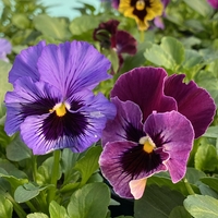 Къдрави теменужки