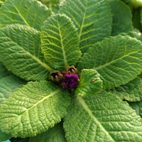 Едроцветна иглика - XL Mid Early Mix