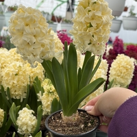 Зюмбюл City of Haarlem в саксия - единичен