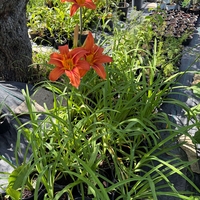 Хемерокалис (Hemerocallis)