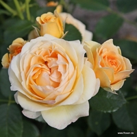 Spotlight® - предварителна поръчка