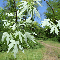 Канадски клен (Acer saccharinum)