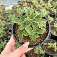 Салвия / Salvia forte imp.