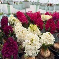 Зюмбюл White Pearl в саксия - единичен