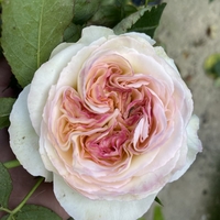 Palais Royal - White Eden Rose®