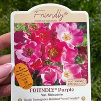 FRIENDLY ® Purple Meicosme