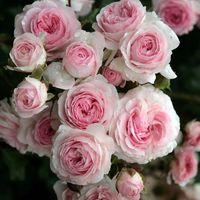 Larissa® rose