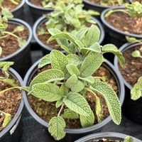 Салвия / Salvia forte imp.