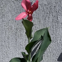 Кана / Canna CANNOVA