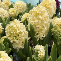 Зюмбюл City of Haarlem в саксия - единичен