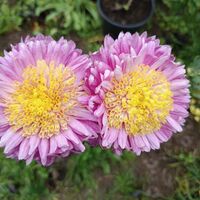 Високостебленa хризантемa Rosela Pink