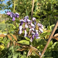 Глициния / Вистерия (Wisteria)