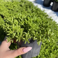 Седум коралов килим (Sedum album Coral Carpet)