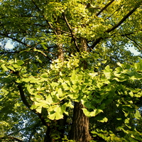 Гинко билоба (Ginkgo biloba)