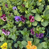 Къдрави теменужки