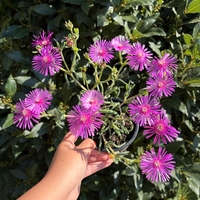 Delosperma cooperi – Делосперма Купера