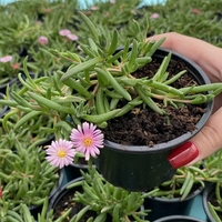 Делосперма