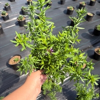 Астра Calypso (Callistephus chinensis 'Calypso') - кълбовидна астра