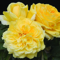 GINA LOLLOBRIGIDA® Meilivar