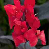 Кана / Canna CANNOVA