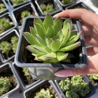 Семпервивум Рейнхард (Sempervivum Reinhard)