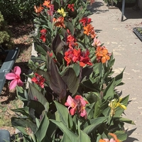 Кана / Canna CANNOVA