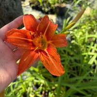 Хемерокалис (Hemerocallis)
