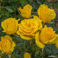 RAYON DE SOLEIL® (Golden Bonica®) Meianycid