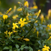 Храстовиден жасмин (Jasminum fruticans)