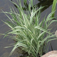 Декоративна трева Фаларис (Phalaris picеa)