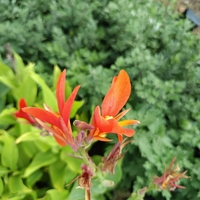 Кана индика (Canna Indica)